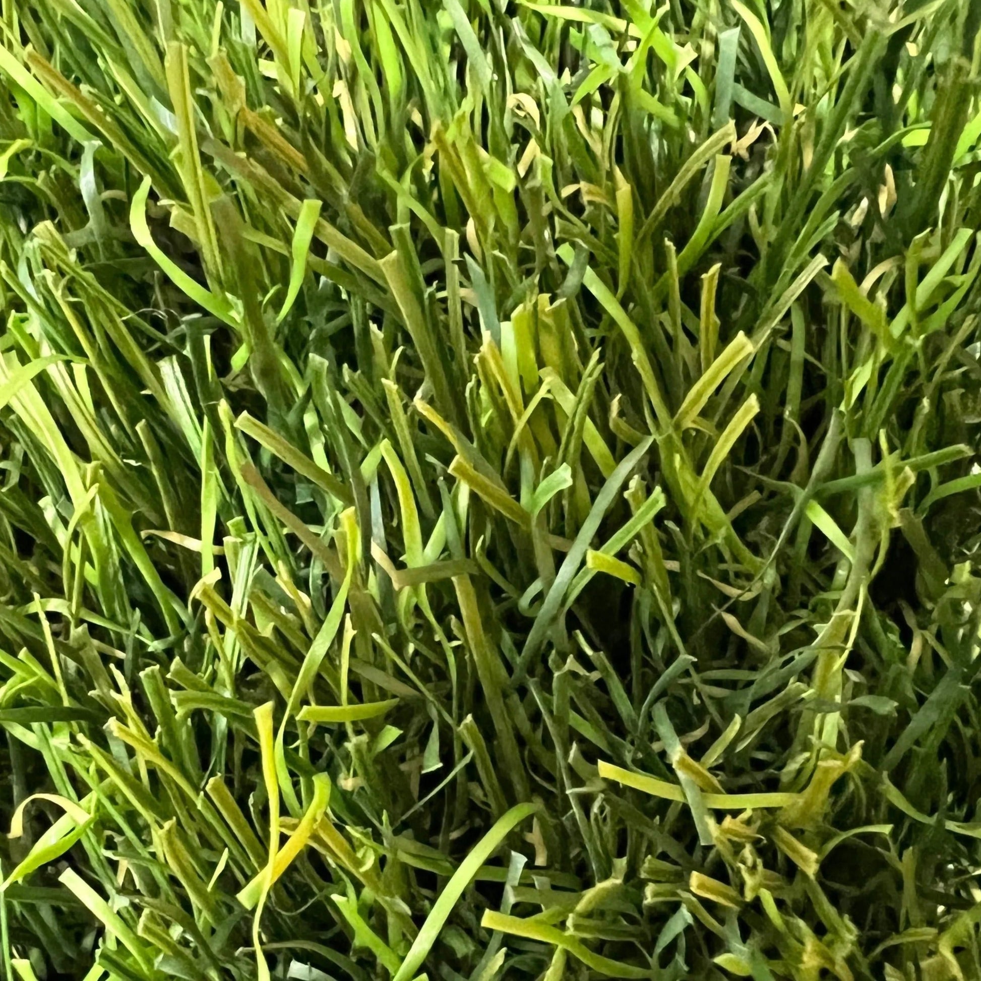 Luxury 40 Artificial Grass