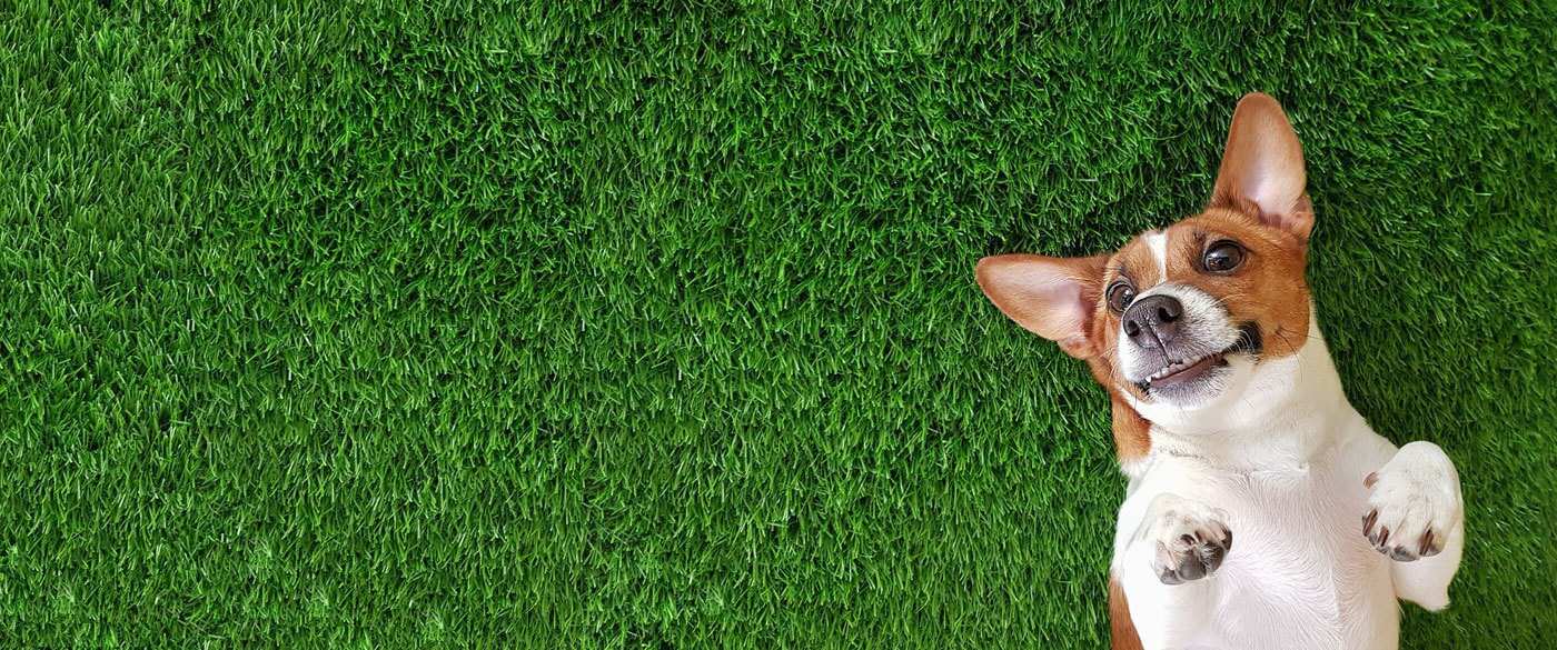 Artificial Grass